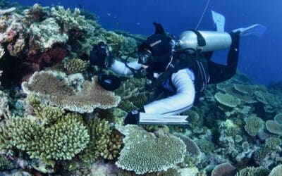 A diver swims past coral on the Great Barrier Reef.