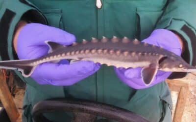 Atlantic Sturgeon