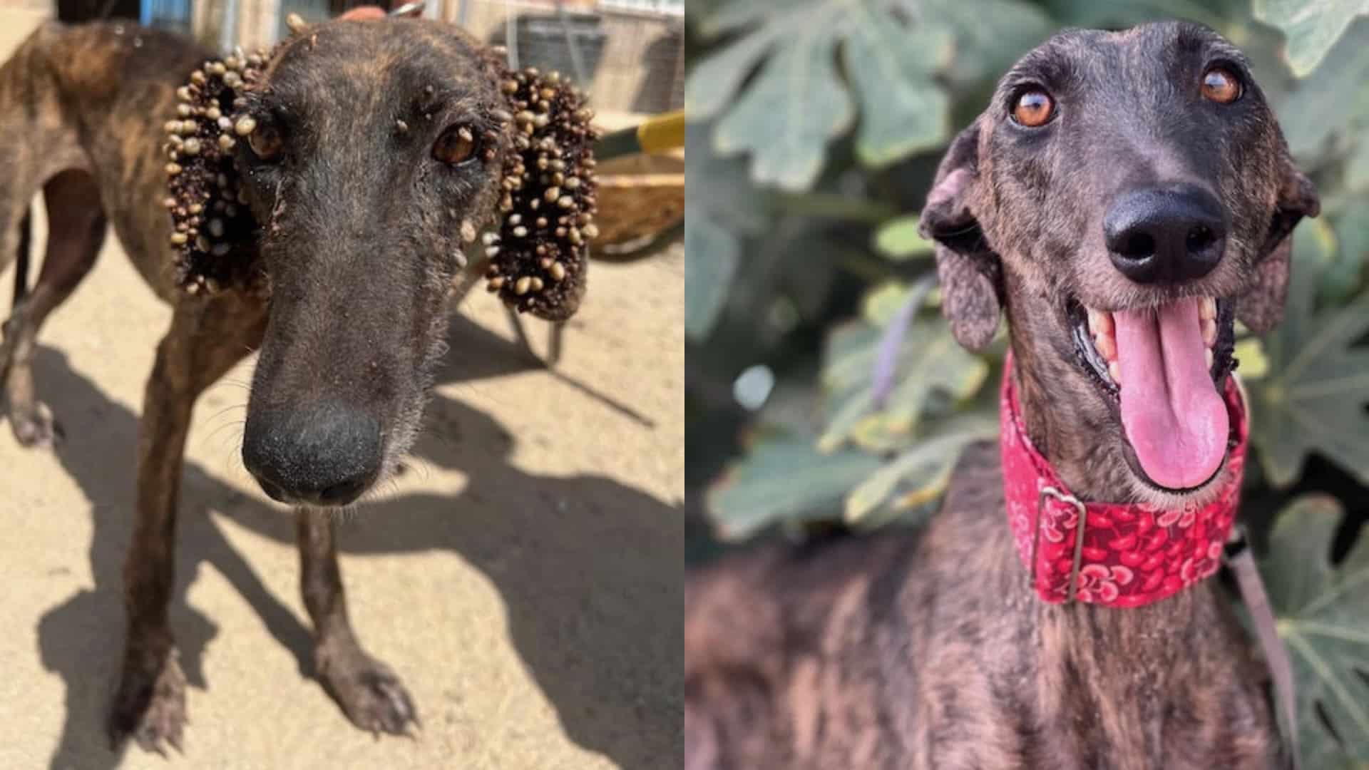 Before and after photos of Eden, a Spanish Greyhound rescued by  Galgos Rescue Almeria