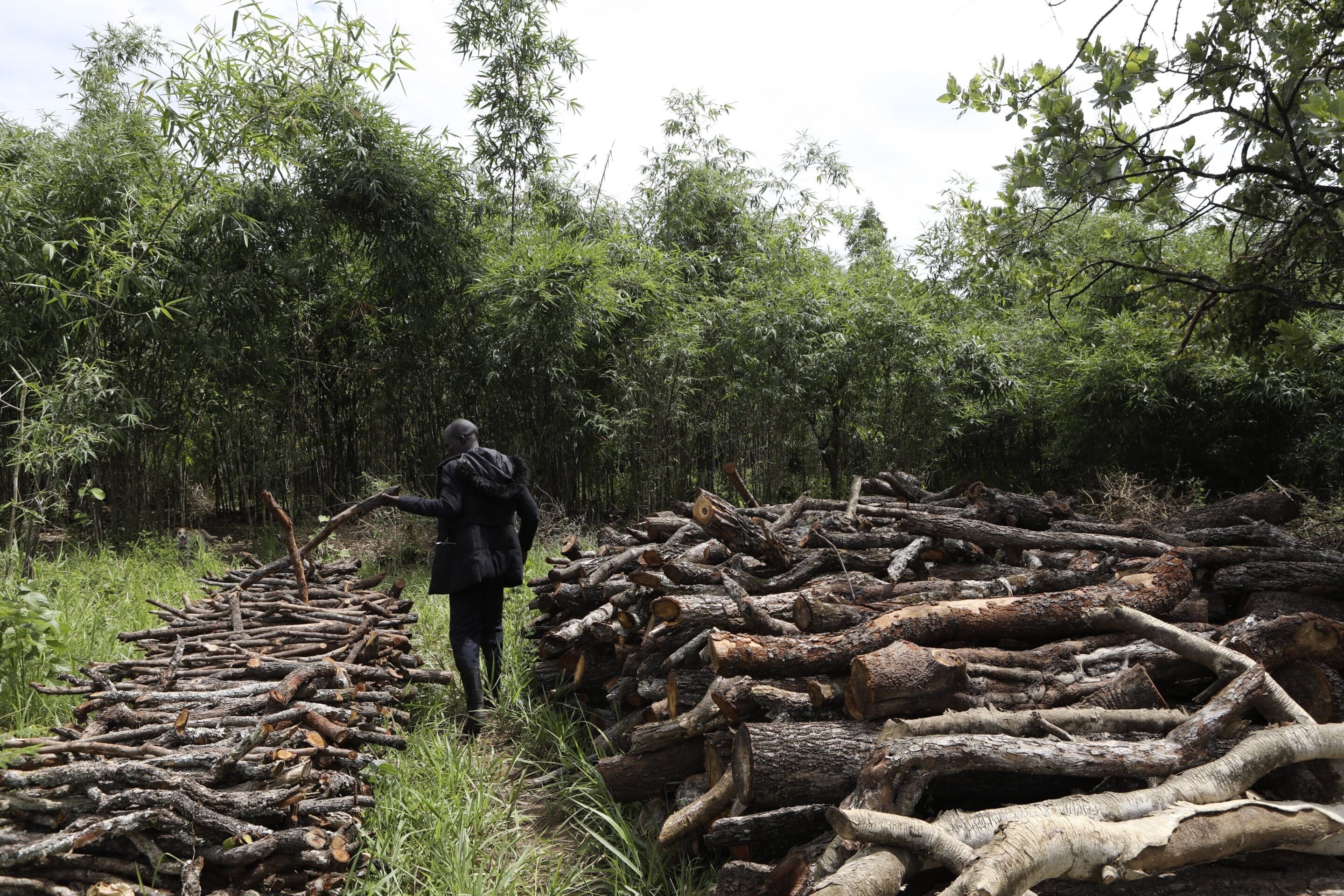 Patrick Komakech walks through piles of trees cut for charcoal in Uganda.