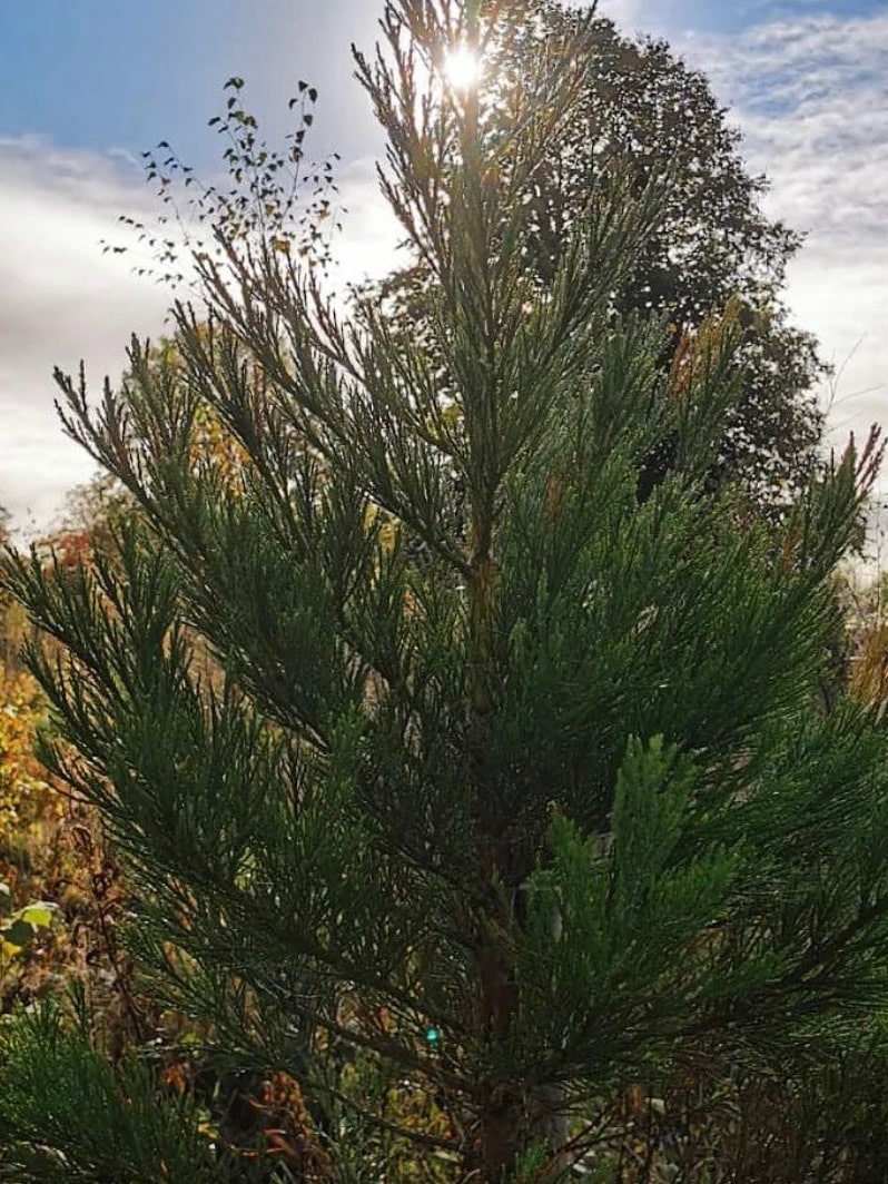 A sapling at Giant's Grove in Offaly, Ireland.