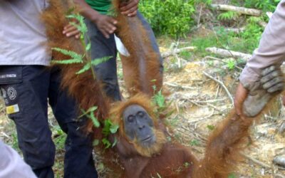 Palm oil consumers love it but it costs the environment 1 e1601657331216