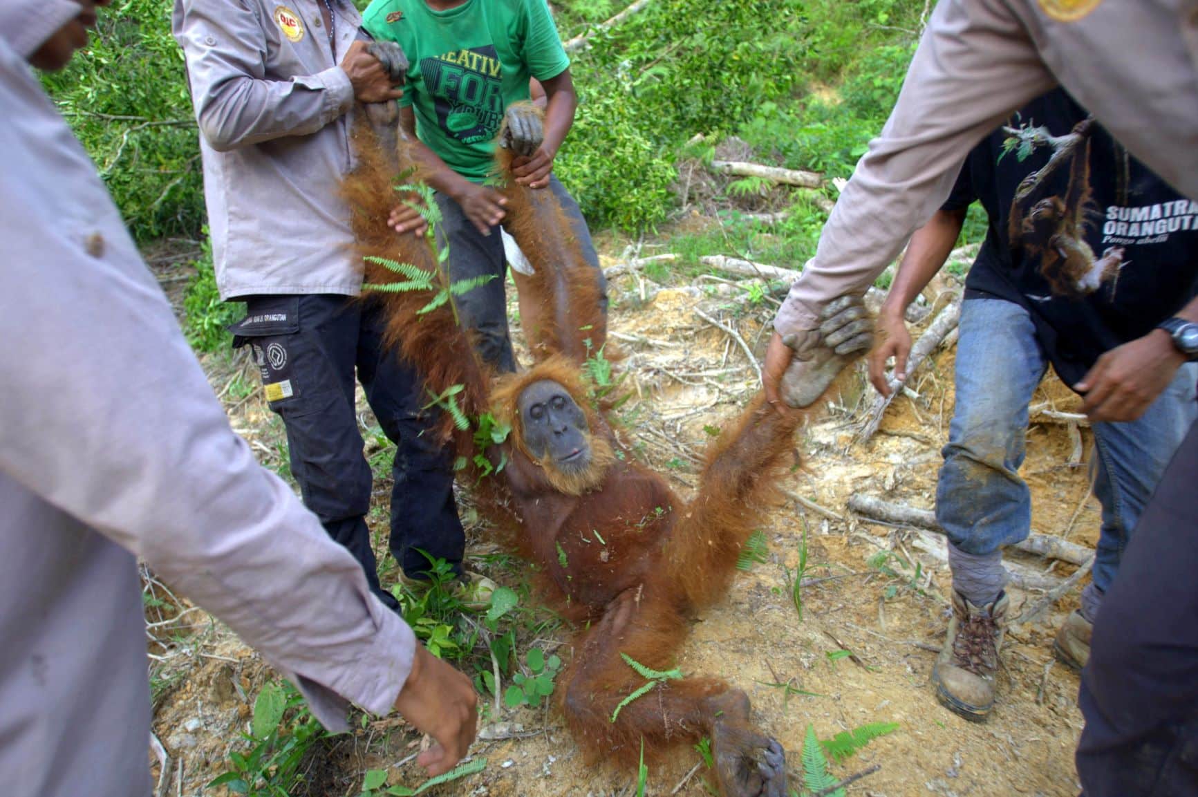 palm,oil,consumers,environment