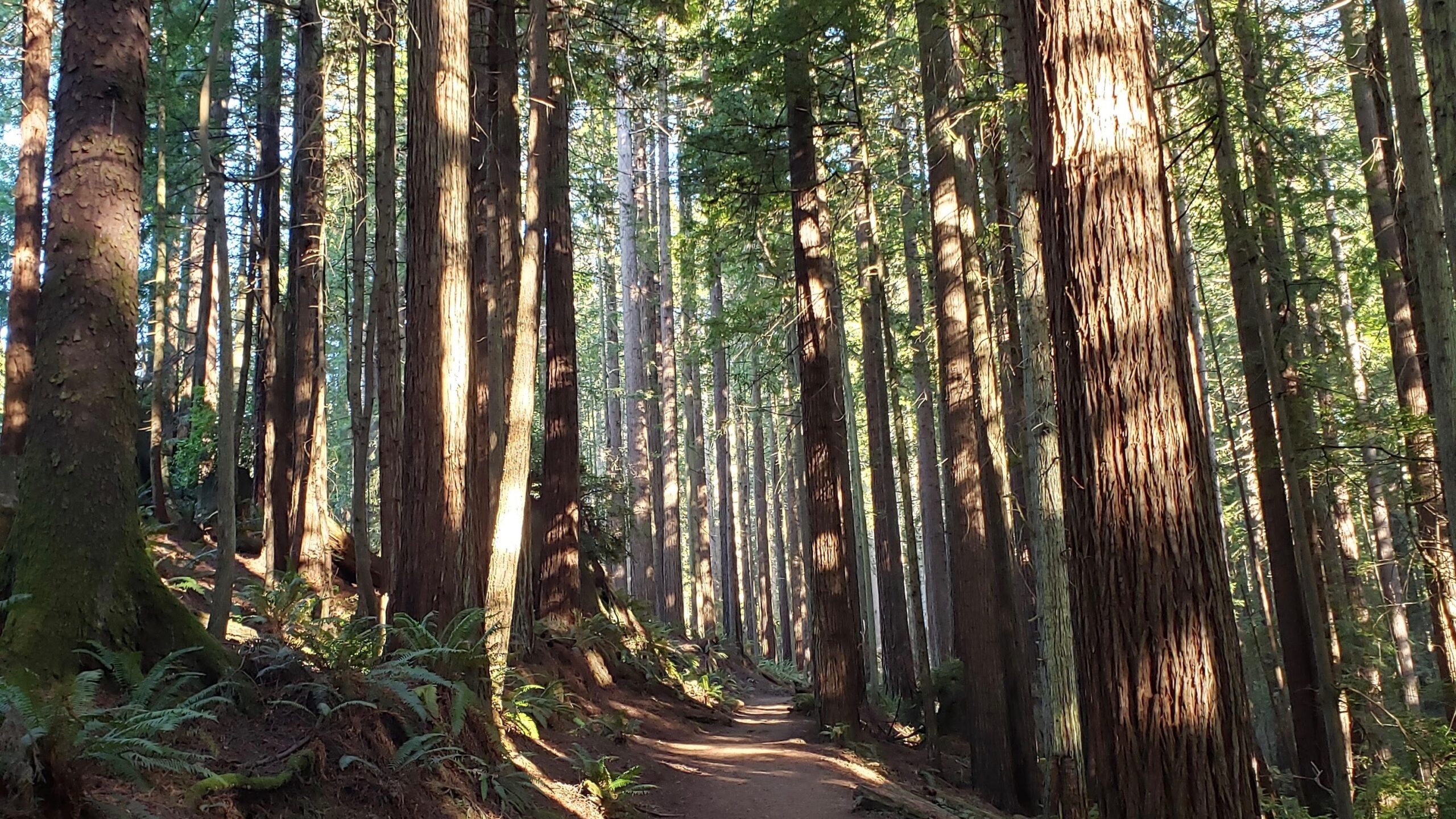 A path cuts through a second growth redwood forest in Arcata, California.