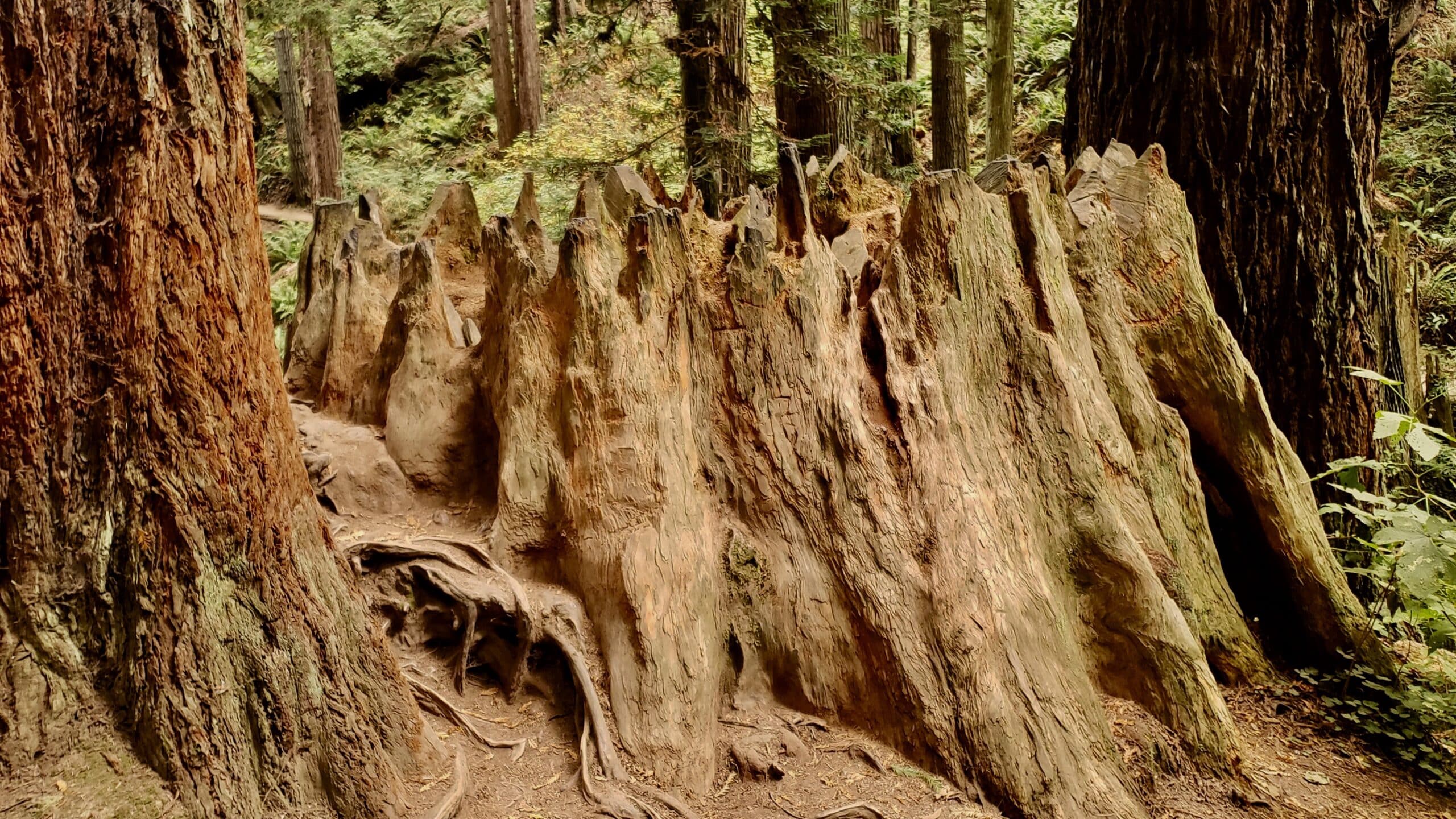 Second growth "stems" surround an old growth redwood stump.