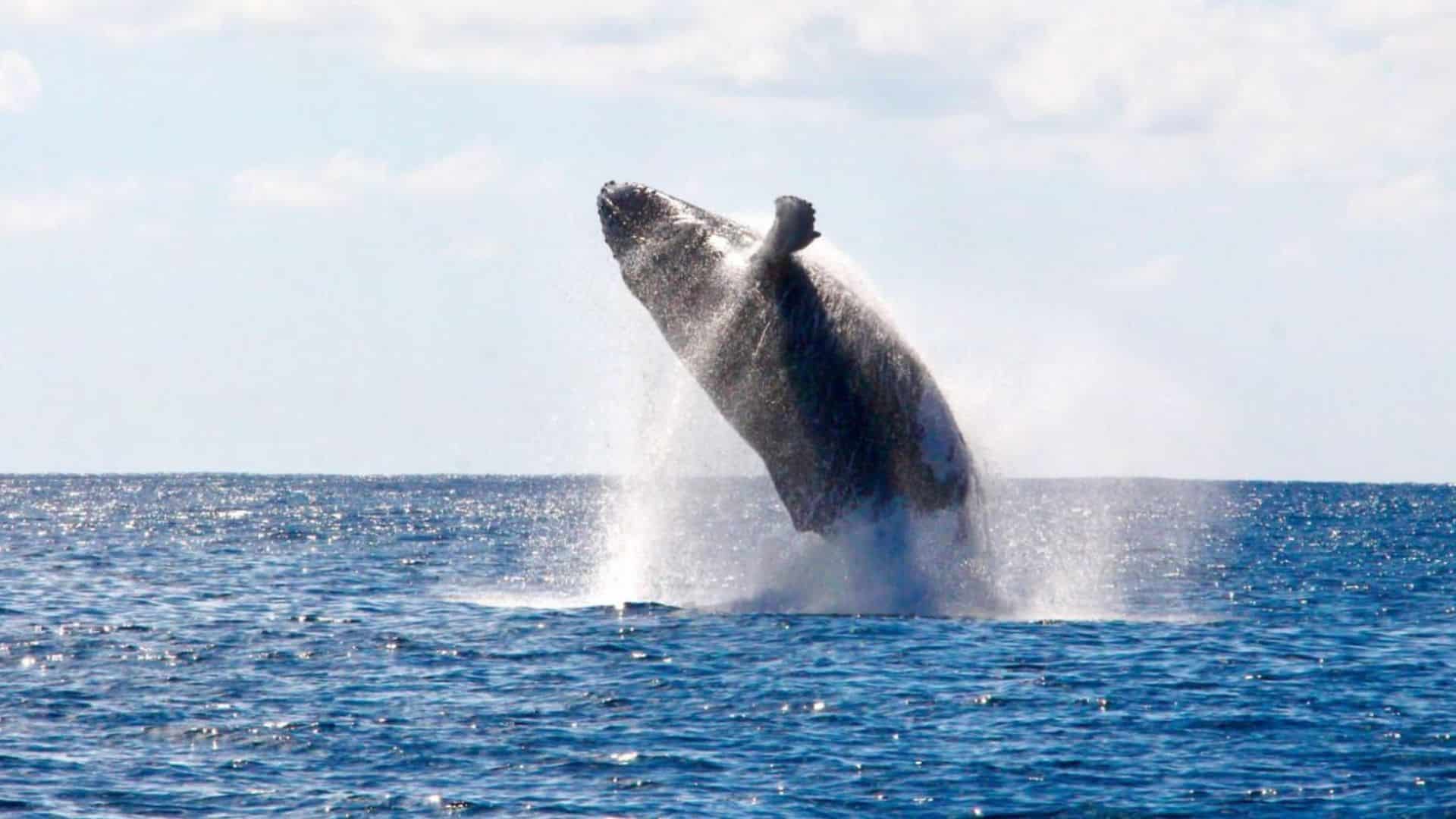 A whale leaps out of the water