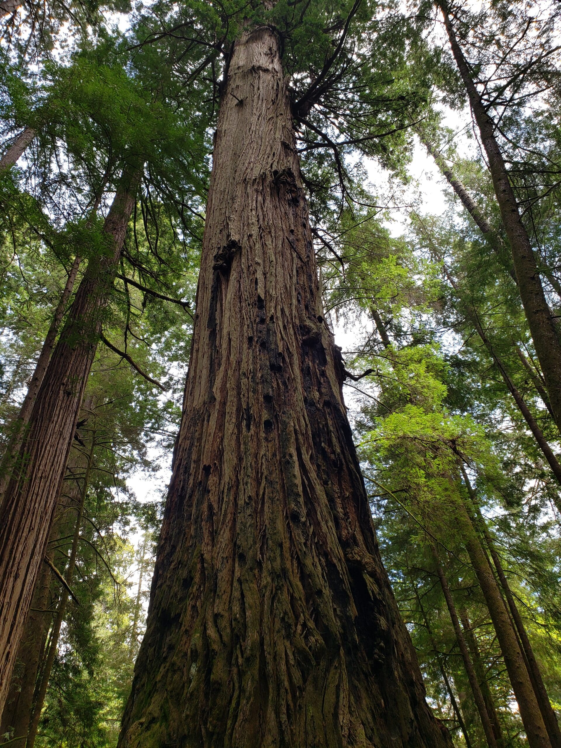 A second growth redwood tree in the Arcata Community Forest in Arcata, California.