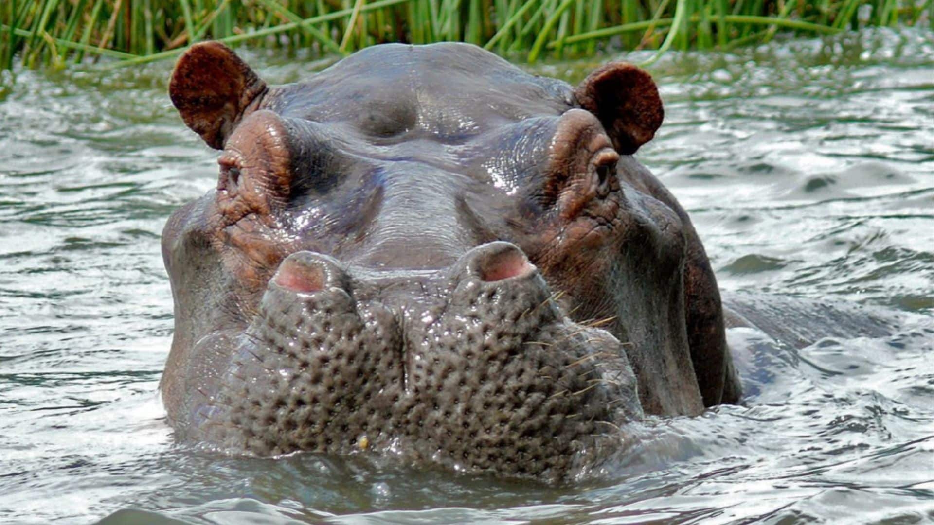 A hippo in the Murchison's Falls National Park in Uganda. 