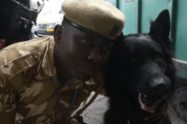dogs in kenya are helping to save elephants