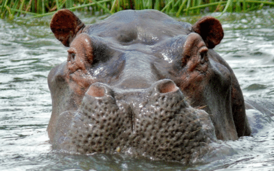 A race to save Uganda’s hippos