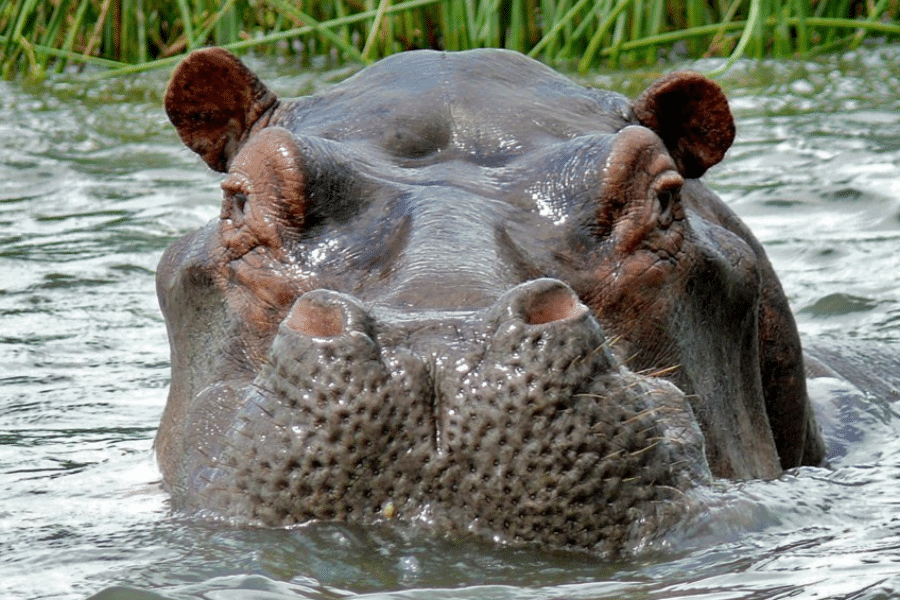 A race to save Uganda’s hippos